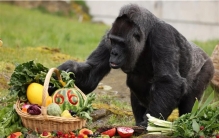 世界最长寿的大猩猩迎来66岁生日，2岁时被“抵酒钱”，50岁开始每年庆生