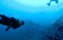 东南亚十大潜水圣地，涛岛和仙本那居前两名