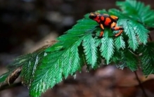 箭毒蛙是自然界中最毒的生物之一，它究竟有没有天敌？