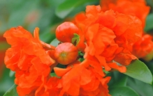 世界上最大、最奇特、最奇怪的花。