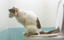 动物拉屎不用擦屁股 为啥人类不行？（肛门结构）