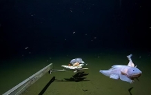 神秘深海鱼现日本8336米海底 创世界纪录