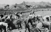 129师民运部长养奶牛、种番茄，开“白宫饭店”，让乡亲吃上西餐