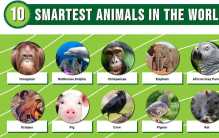 世界上最聪明的10种动物，猪居然排第七