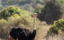世界上最大的飞鸟 其中一百多公斤的鸵鸟（最大飞鸟）