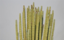 世界上最耐寒的植物 沙漠中的仙人掌（耐旱植物）