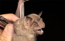 世界最小的哺乳动物 弱小的猪鼻蝙蝠（哺乳动物）