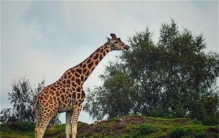 世界上最高的动物 脖子很长的长颈鹿（最高动物）