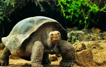 俗话说“千年王八万年龟” 最长寿的乌龟究竟能活多少岁