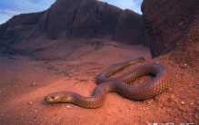 世界上最大、最长的蛇排行榜前10名