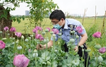 浙江小学生看到罂粟报警 罂粟怎么辨别?