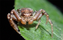 有人说“蟹蛛是世界上最伟大的妈妈” 是真的吗 有何依据