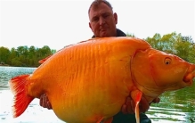 世界上最大的“金鱼”出现，重61斤  什么金鱼能长这么大