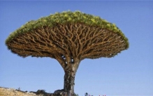 最长寿的植物是什么植物 它究竟能活多少年