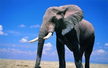 最长寿的大象能活多少年  是什么影响了它们的寿命