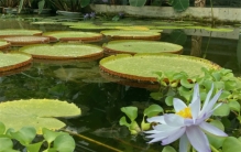 最大的淡水生物是什么