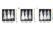 科学家用CRISPR编辑的脂肪缩小了小鼠的肿瘤细胞