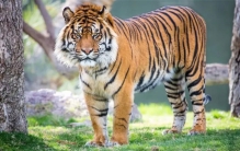 最大的苏门答腊虎有多大  它们的现状如何