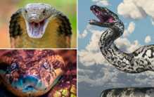世界上最大的十种巨型蛇类