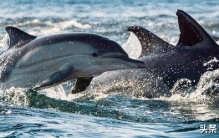 走进世界最温柔的生物——海豚