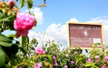 世界上玫瑰最多的地方 占世界70%（保加利亚）