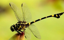 世界上眼睛最多的生物 一共有5万多只眼睛（蜻蜓）