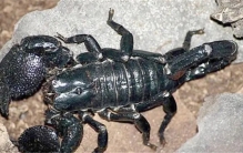 世界上最大的蝎子 可以来到40cm（帝王蝎）