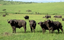 马赛马拉旅游攻略：6到9月(看动物迁徙)