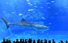 日本十大最受欢迎景点，东京迪士尼海洋上榜