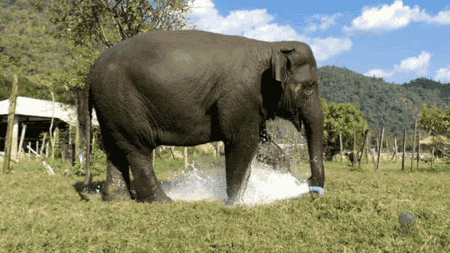 大象都排不上号？世界上最“强壮”的动物，承重量是体重的千倍！
