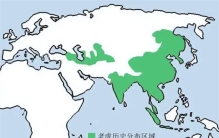 作为食物链最顶端的动物 西伯利亚虎为何在西伯利亚却偏安一隅