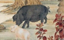 为什么祭祀时要供猪头呢？