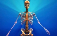 人体共有206块骨头 为什么亚洲人少了两块