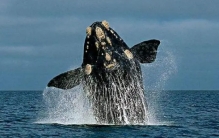 露脊鲸体型远比蓝鲸要小，为何却长着世界上最大的睾丸？