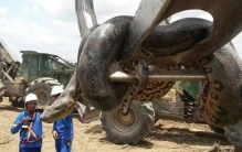 盘点世界上最长最大的15条巨蛇，你见过最大的蛇有多大？