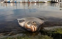 钓鱼人夜钓为何最怕“死鱼正口”？死鱼为何能“咬钩”？