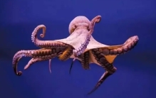 人类靠智力走到了食物链的最顶端，为何智商超高的章鱼却不行？