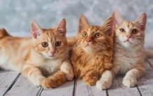 十大粘人的宠物：松鼠排第四，宠物猫狗排前两名