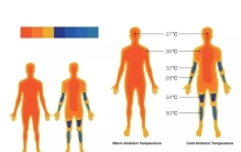 既然发烧能杀灭病毒，为何人类的体温不进化得更高一些？