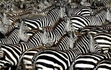 同一种动物长相非常接近，为何人类之间差距如此之大？