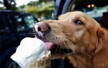 狗为什么喜欢乱舔东西？总是乱舔，它们为何很少生病？