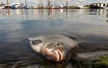 钓鱼人夜钓为何最怕“死鱼正口” 死鱼为何能“咬钩”