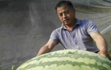中国最大的西瓜，重达160斤(比人还高)