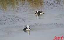 “世界上最小的鸭子”棉凫现身沅江车便湖