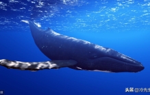 九个海洋世界动物之最，你可能只知道一个