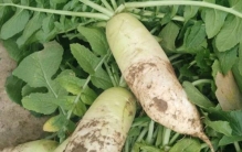 中国八大最好吃的萝卜，宁夏西吉县绿头萝卜排第一名