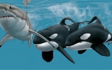 连大白鲨都吃的虎鲸为何偏偏对人类非常友好