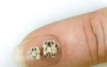 世界上最小泰迪熊：不到指甲盖的一半(仅3.5毫米高)