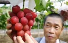 世界上最贵的葡萄：26颗高达7万元(足足有乒乓球大小)