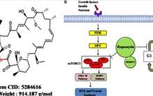 小鼠寿命延长3倍 雷帕霉素的益处和风险 雷帕霉素的全面科普